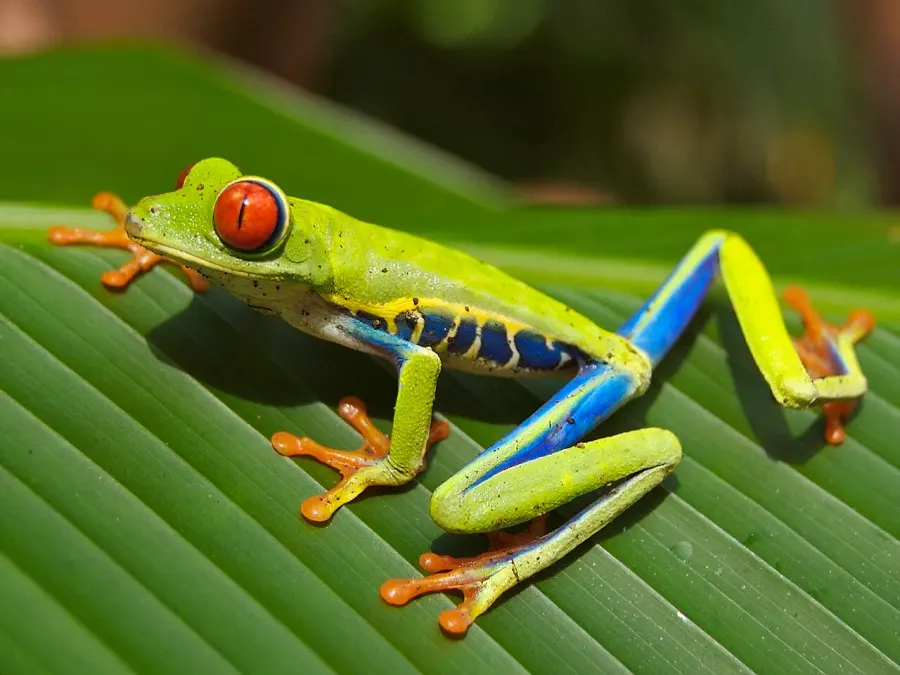 The Agalychnis callidryas card