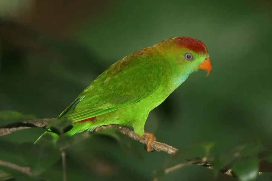 The Sri Lanka hanging parrot card
