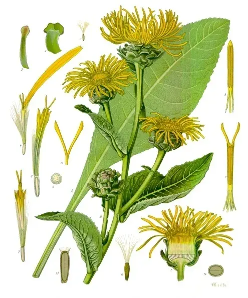 La carte Inula