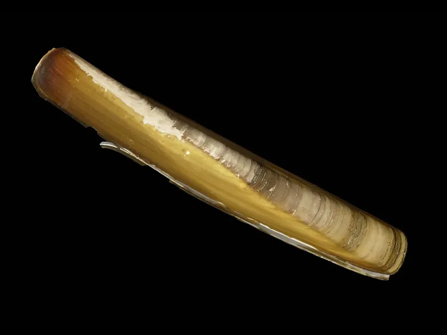 La carte Ensis siliqua