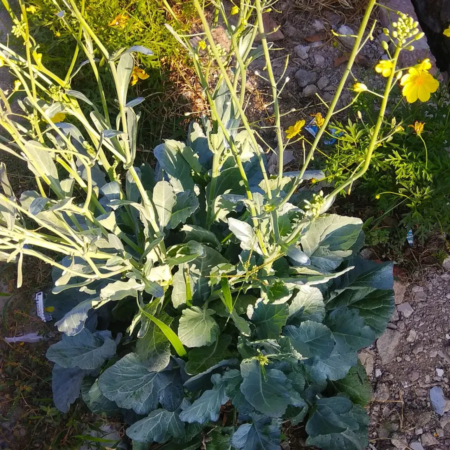 La carte Brassica rapa