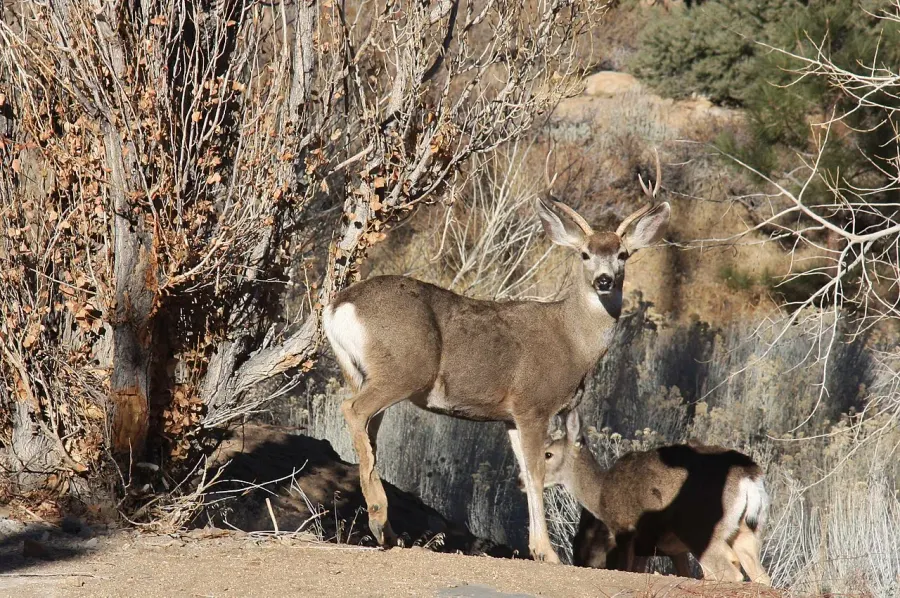 La carte Odocoileus hemionus