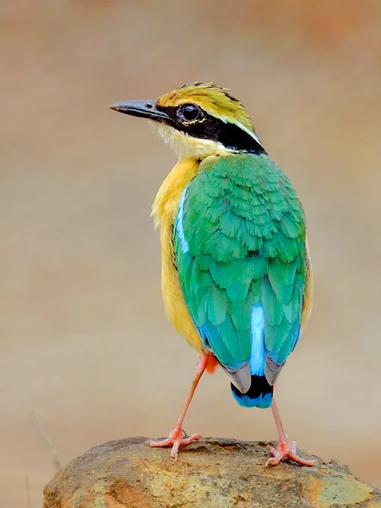 La carte Pitta