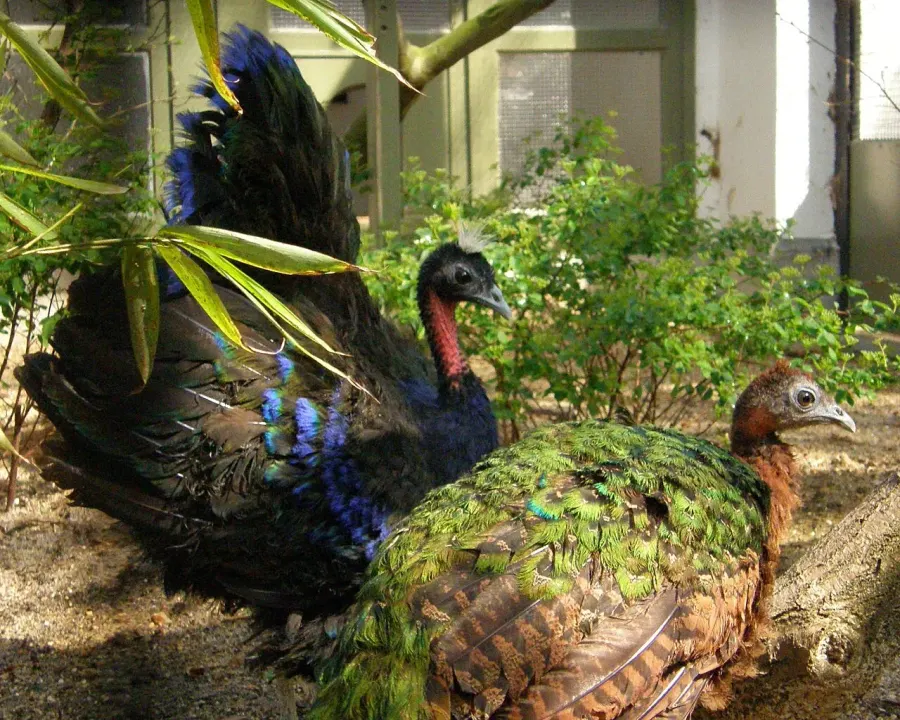 The Congo peafowl card