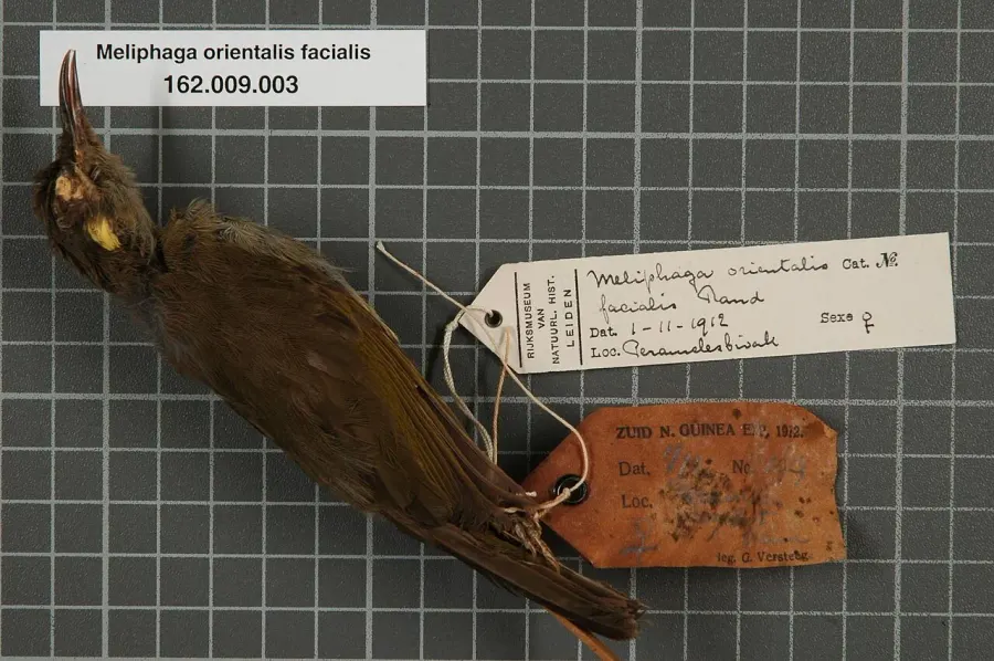 La carte Méliphage montagnard