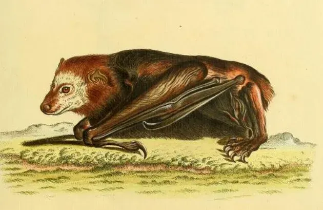 La carte Peropteryx trinitatis