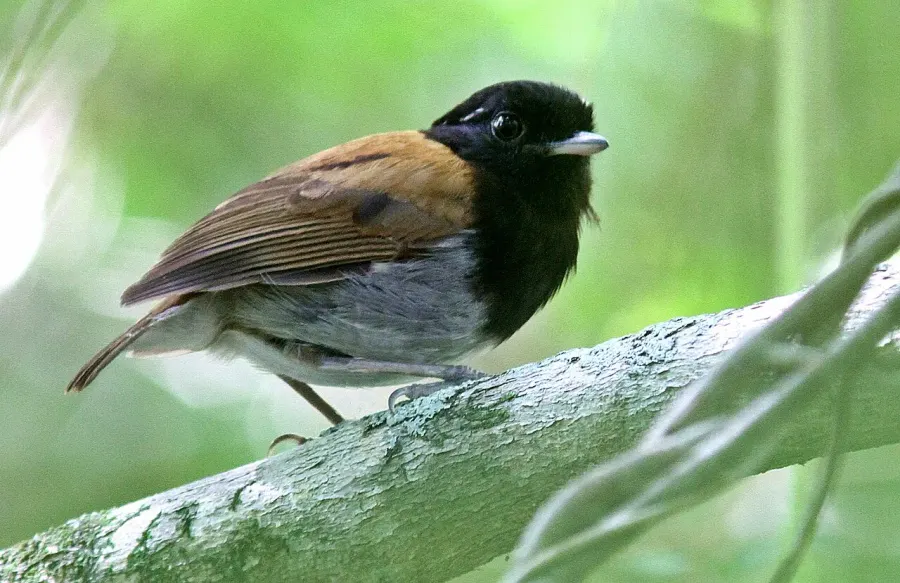 The Hooded gnateater card
