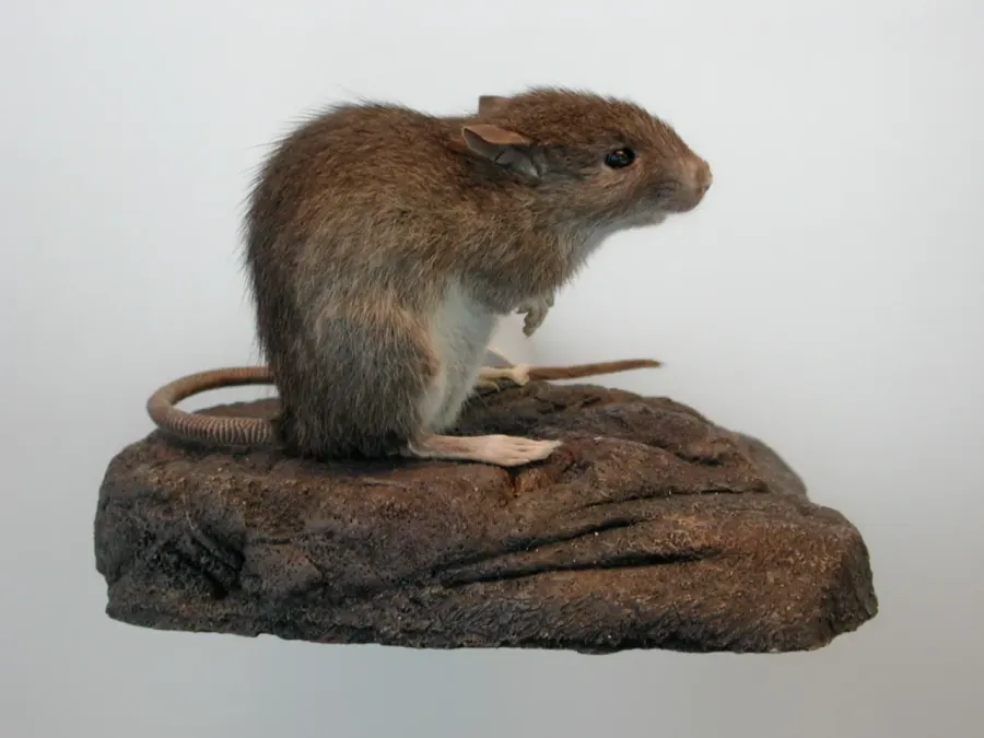 La carte Rat polynésien