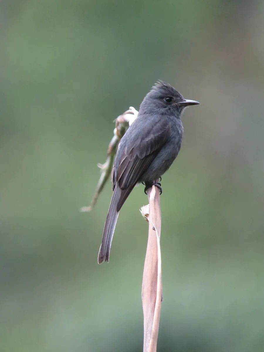 The Smoke-colored pewee card