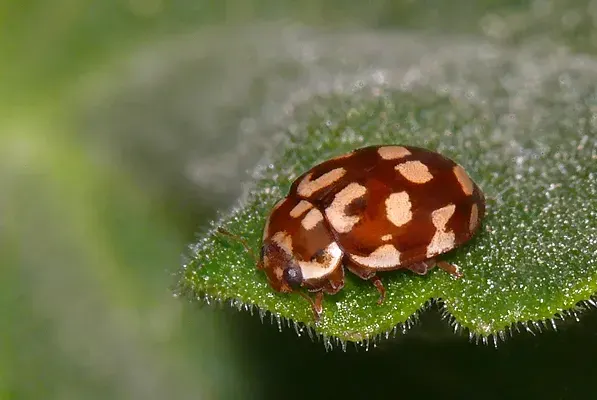 La carte Myrrha octodecimguttata