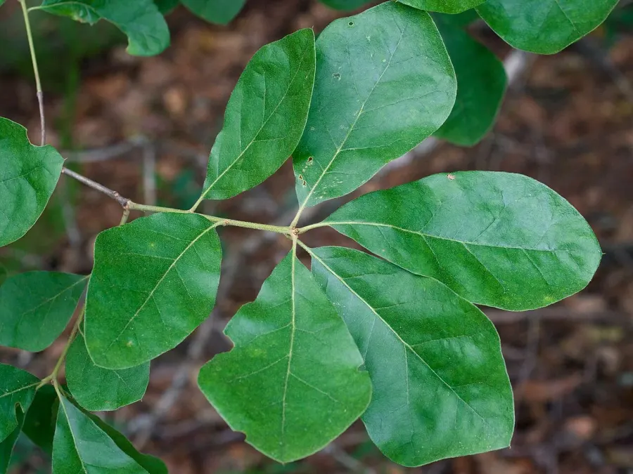 The Quercus arkansana card