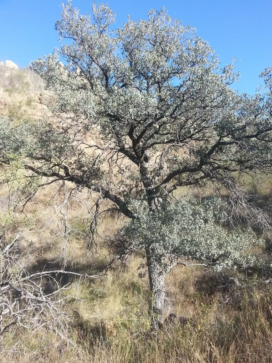 The Quercus oblongifolia card