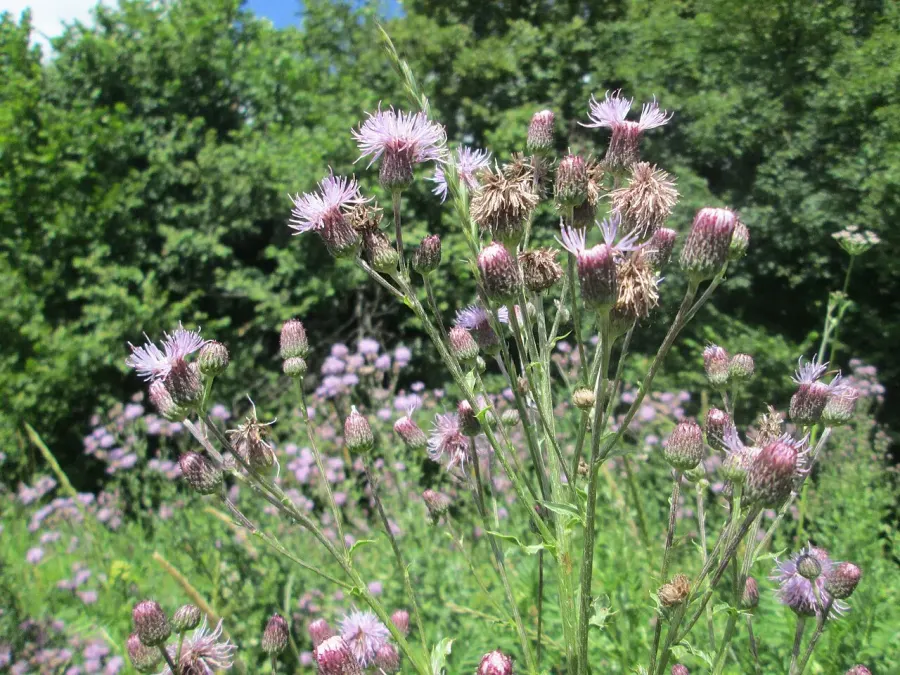 The Cirsium arvense card