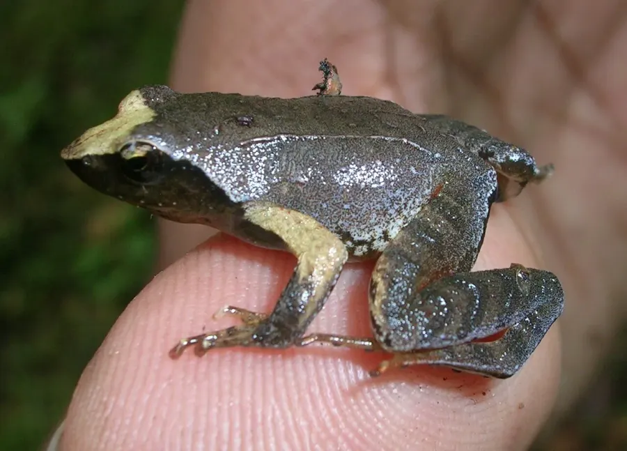 The Raorchestes card