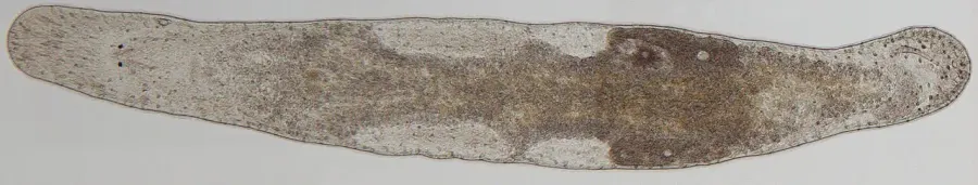 La carte Rhabditophora