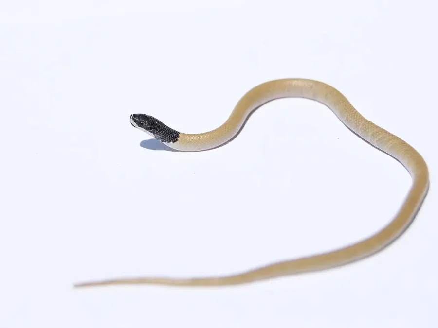 The Rhynchocalamus melanocephalus card