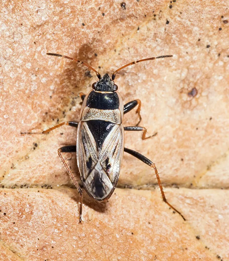 The Rhyparochromidae card