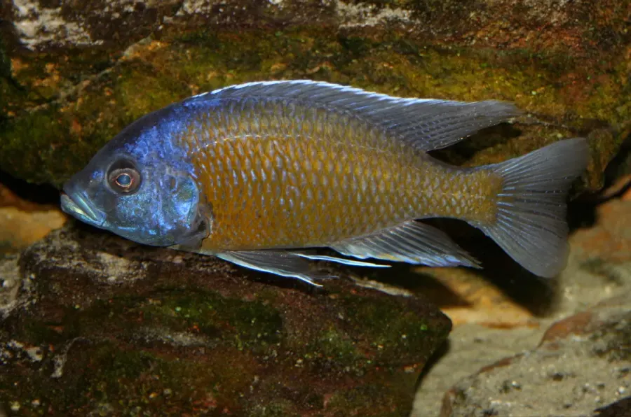 La carte Copadichromis borleyi