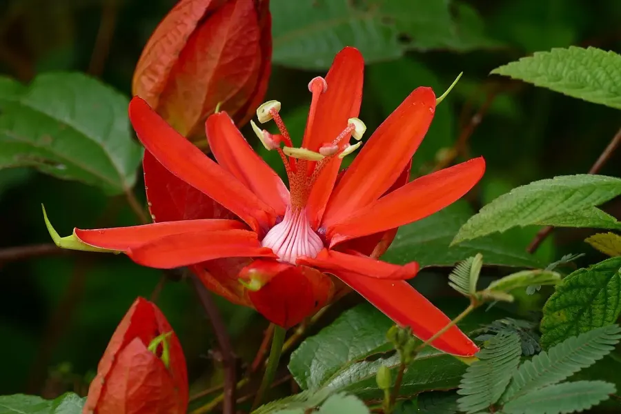 The Passiflora coccinea card