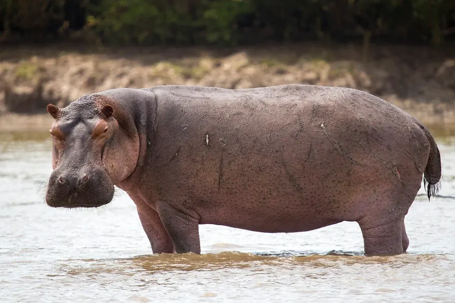 The Hippopotamus card
