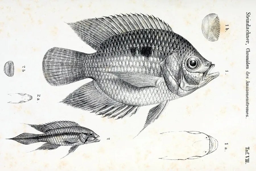 The Chaetobranchopsis card