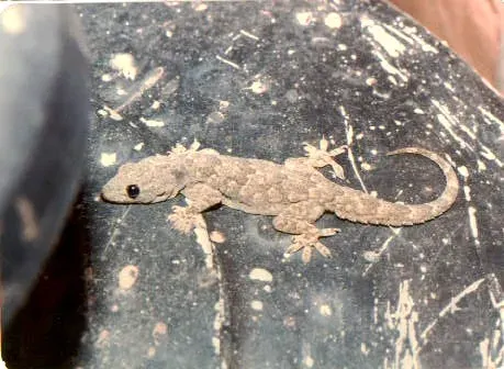 La carte Hemidactylus flaviviridis