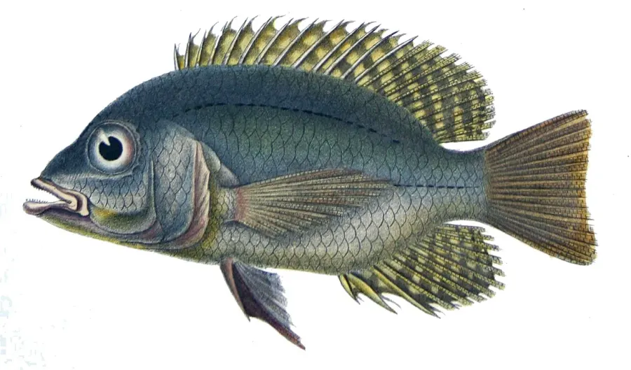 La carte Chaetobranchus