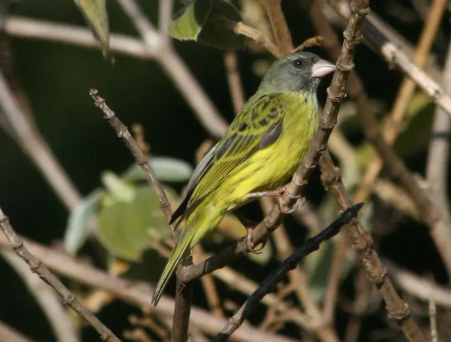 La carte Serin est-africain