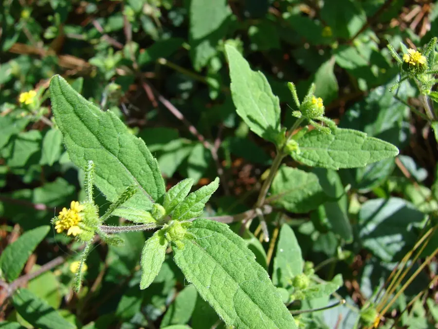 La carte Sigesbeckia orientalis