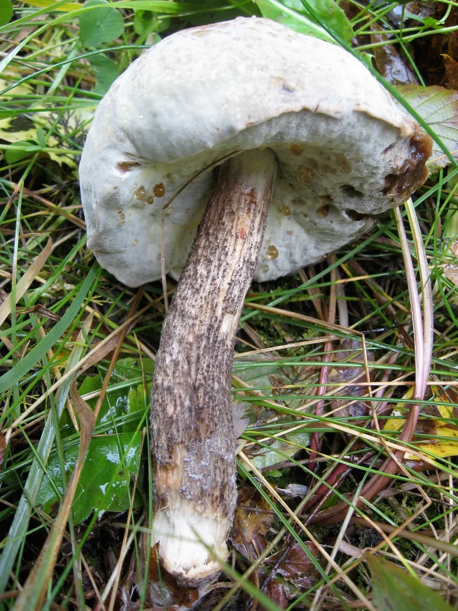 The Hypomyces chrysospermus card