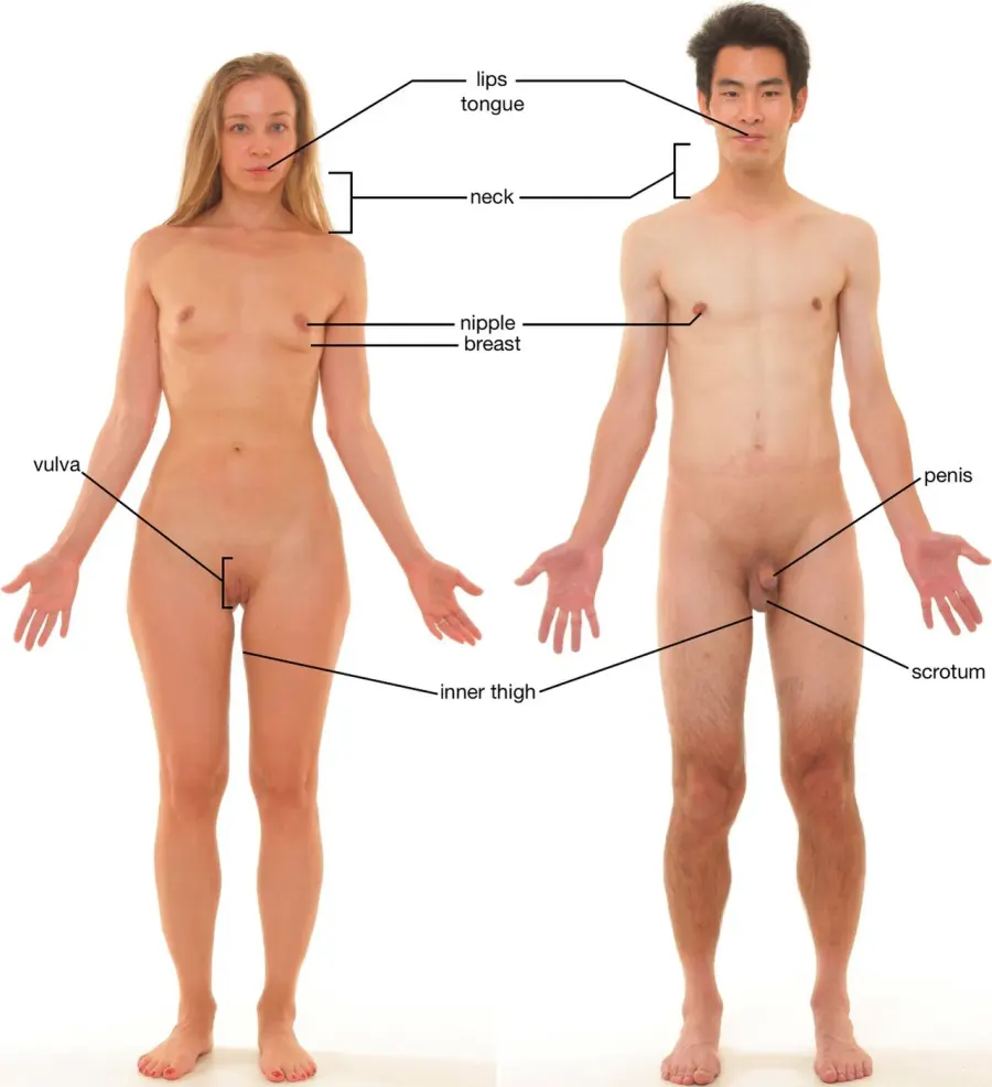 La carte Stimulation sexuelle