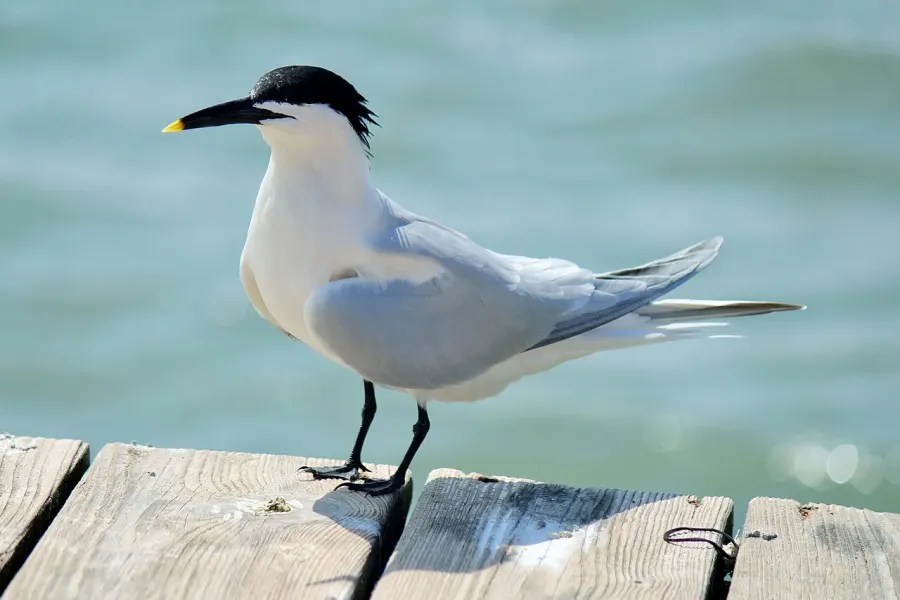 The Cabot's tern card