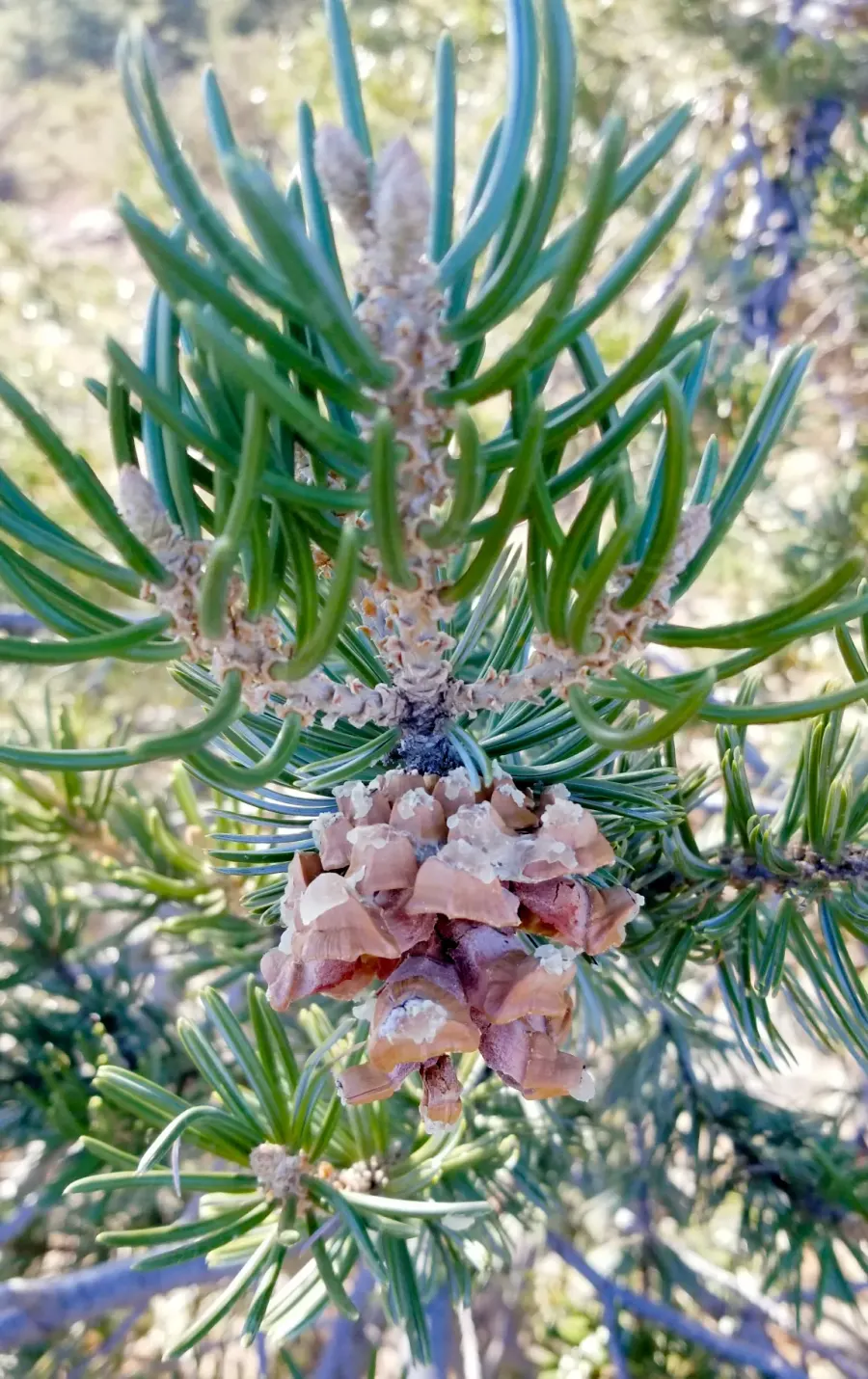 La carte Pinus quadrifolia