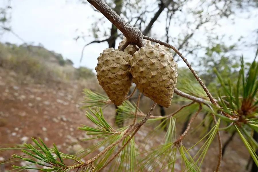 The Pinus praetermissa card