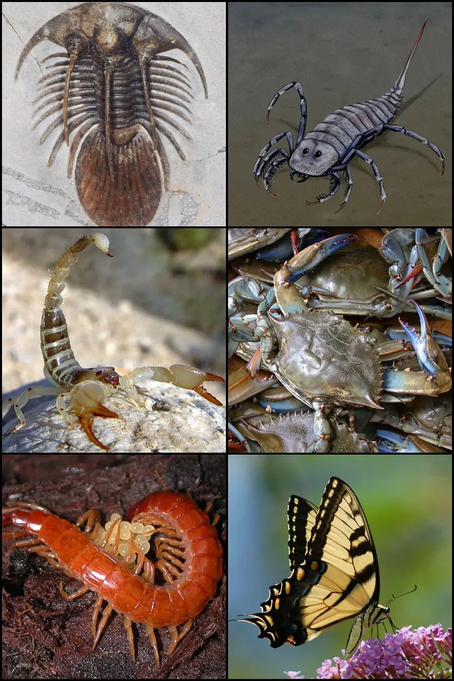 The Arthropodology card