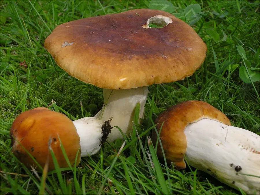 The Russula mustelina card