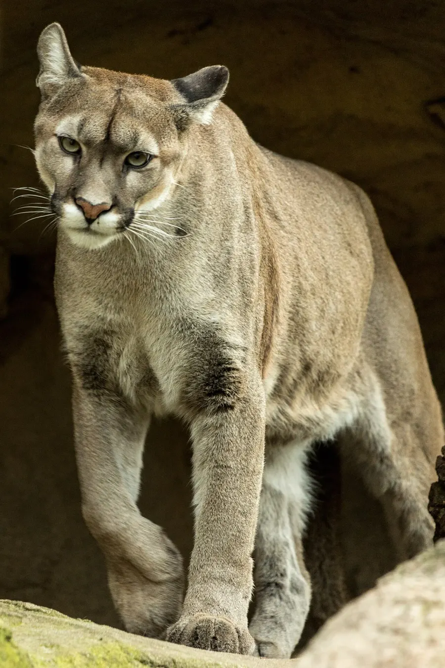 La carte Puma