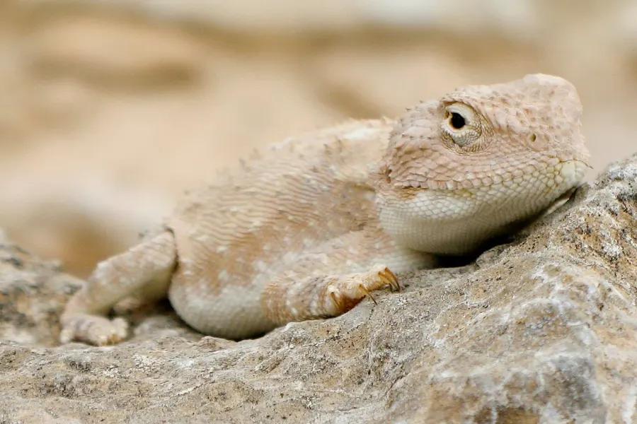 La carte Trapelus mutabilis