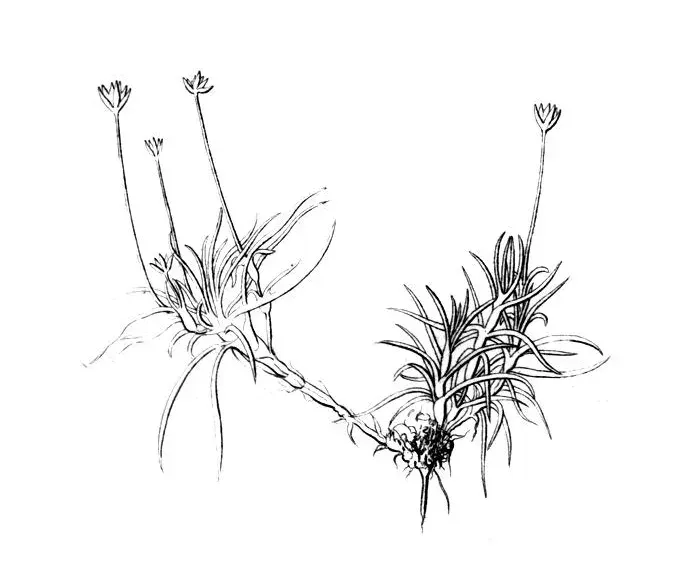 The Colobanthus card