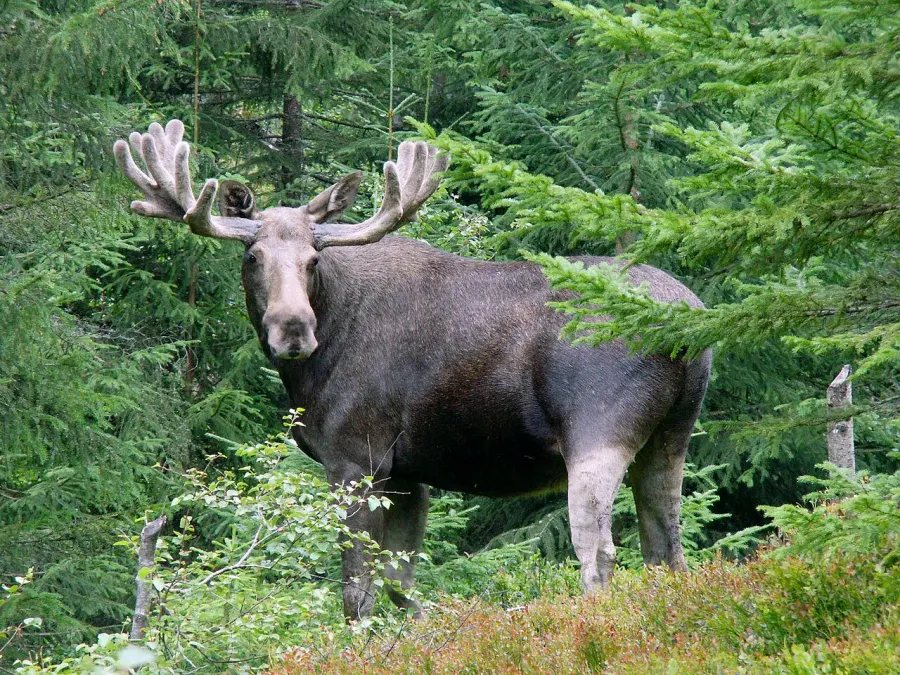 La carte Alces alces