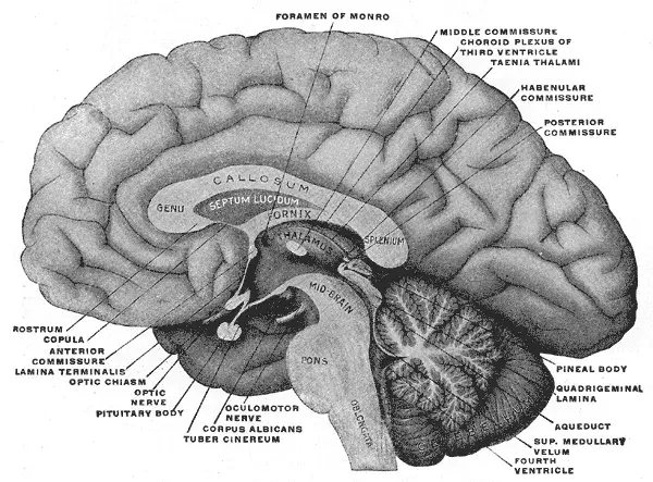La carte Antéhypophyse