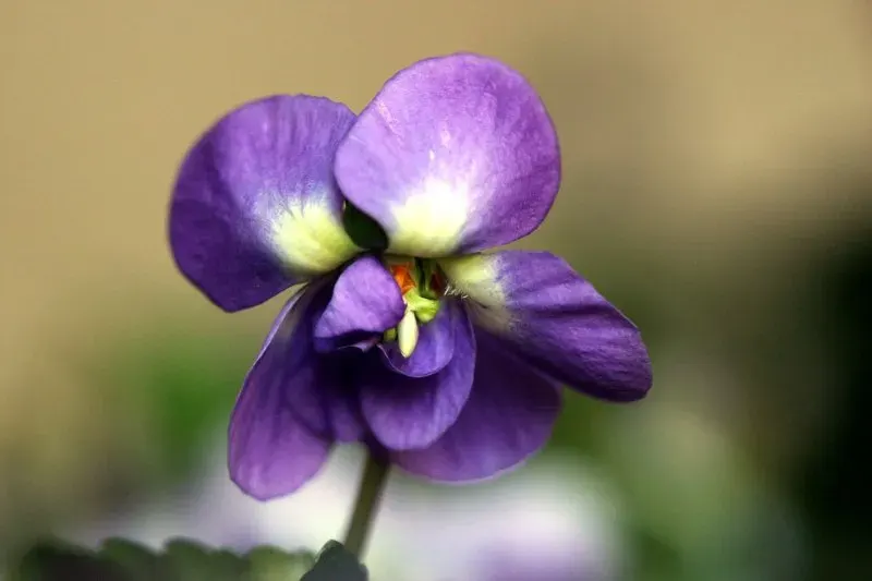 La carte Violette de Toulouse