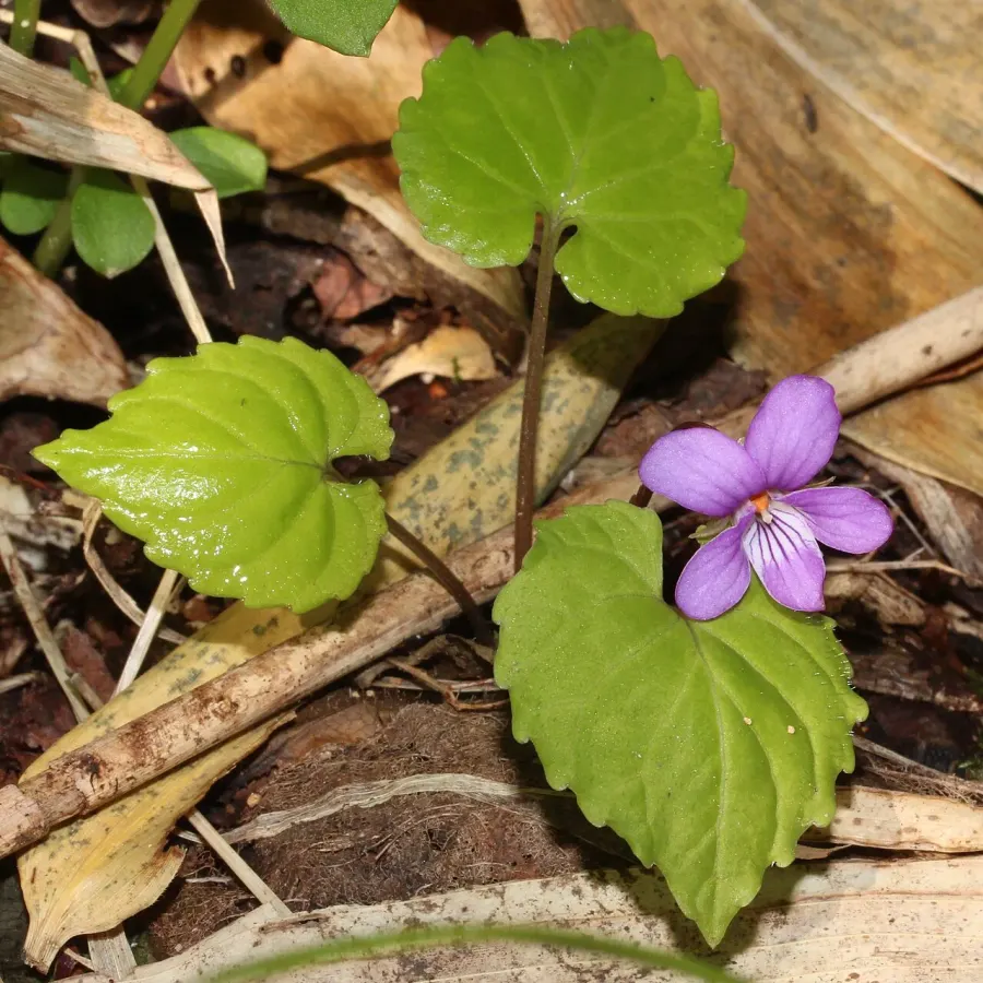 La carte Violette de Selkirk