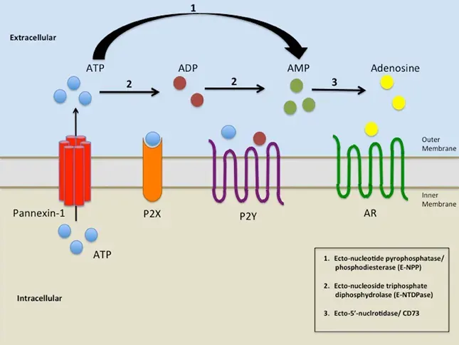 The Adenosine receptor card