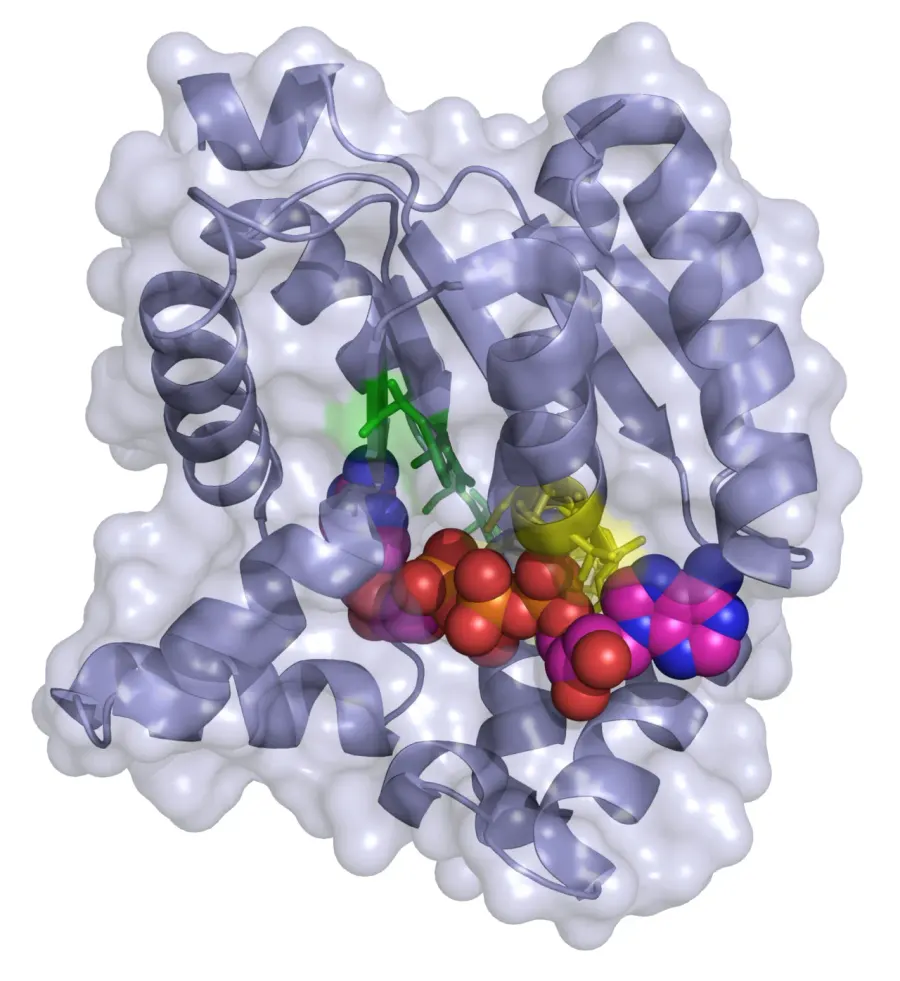 The Adenylate kinase card