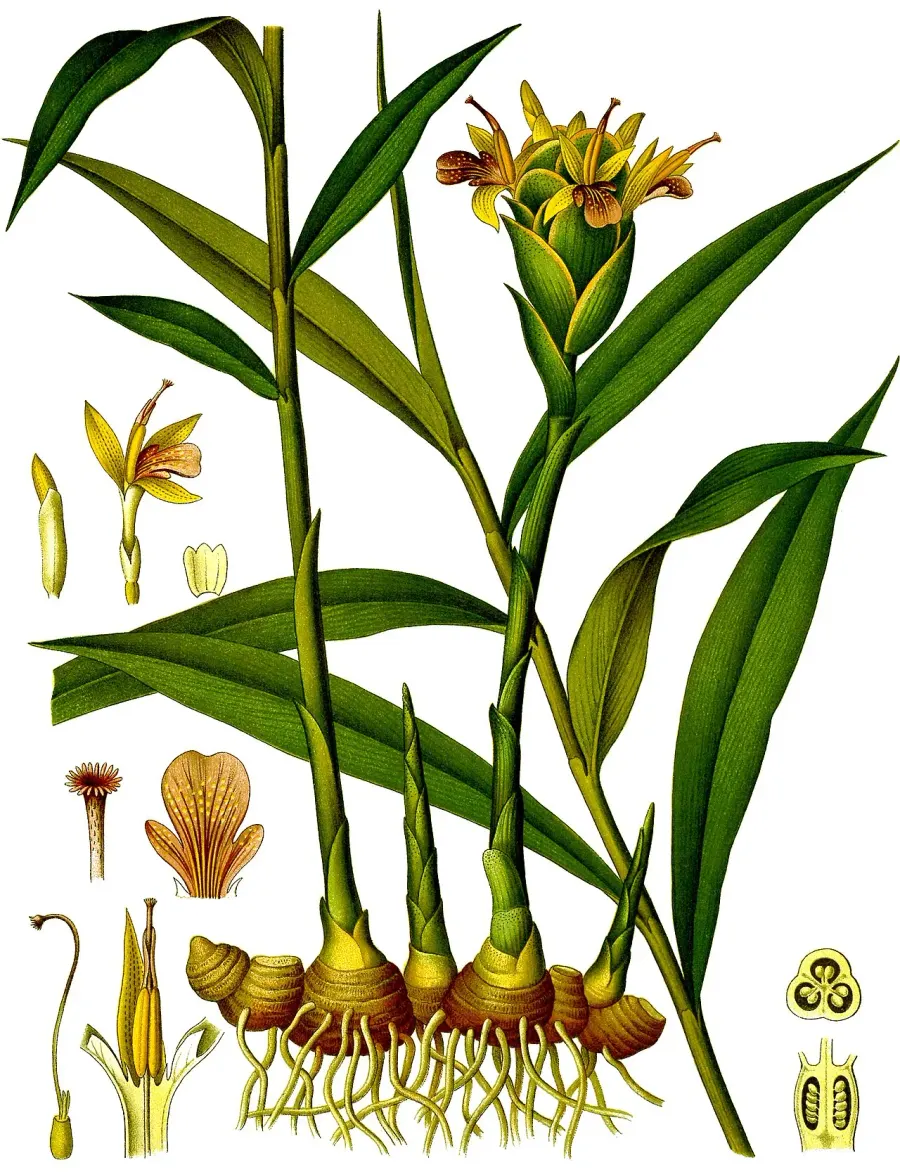 The Ginger card