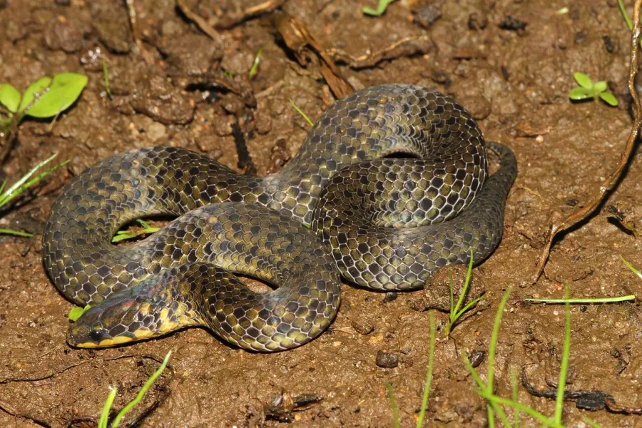 The Xylophis card
