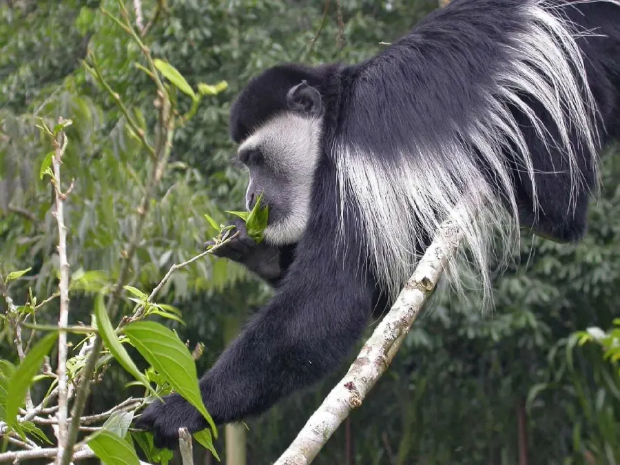 La carte Colobus
