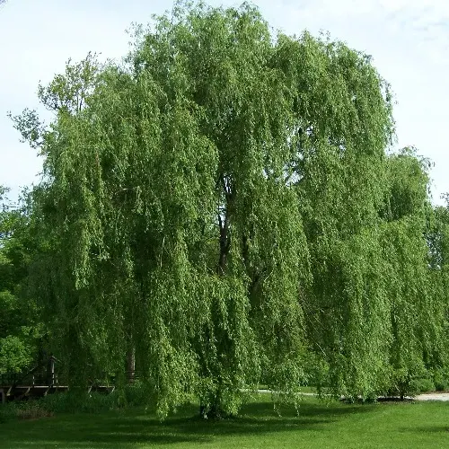 La carte Saule