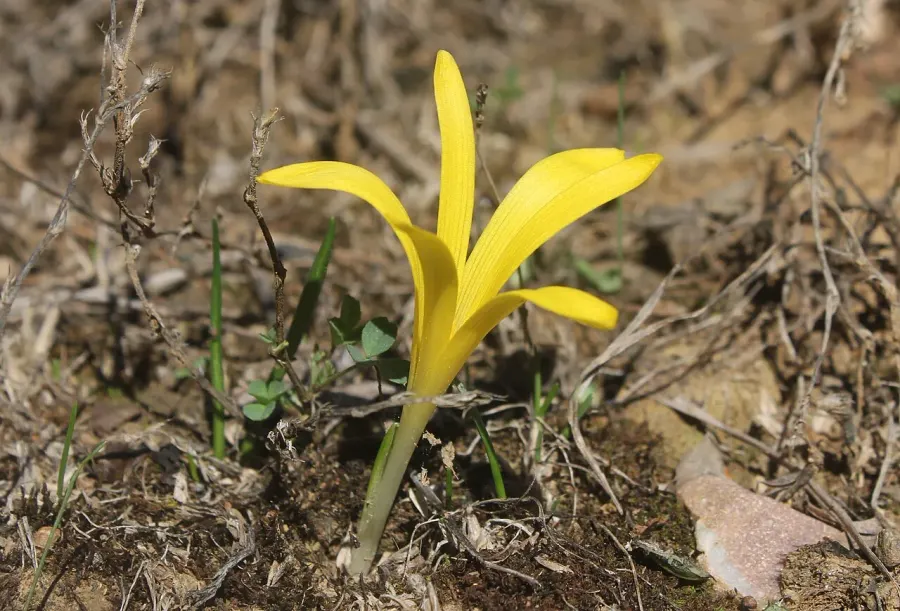 The Sternbergia colchiciflora card